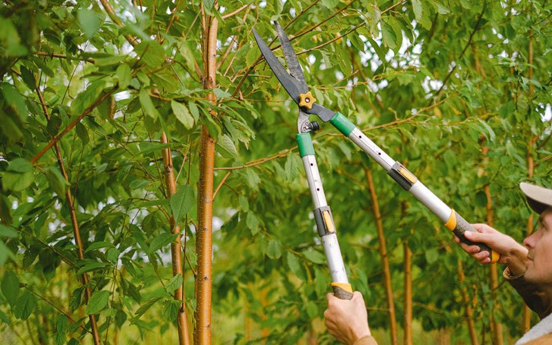 Tree trimming in Garber, OK